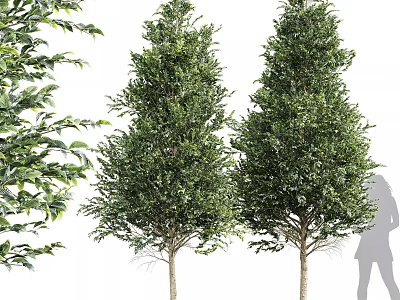 Two Evergreen Arborvitae Trees with Lush Foliage and Human Silhouette for Scale 3d model