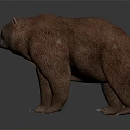 Detailed 3D Brown Bear Model in Standing Position with Brown Fur and Dark Background