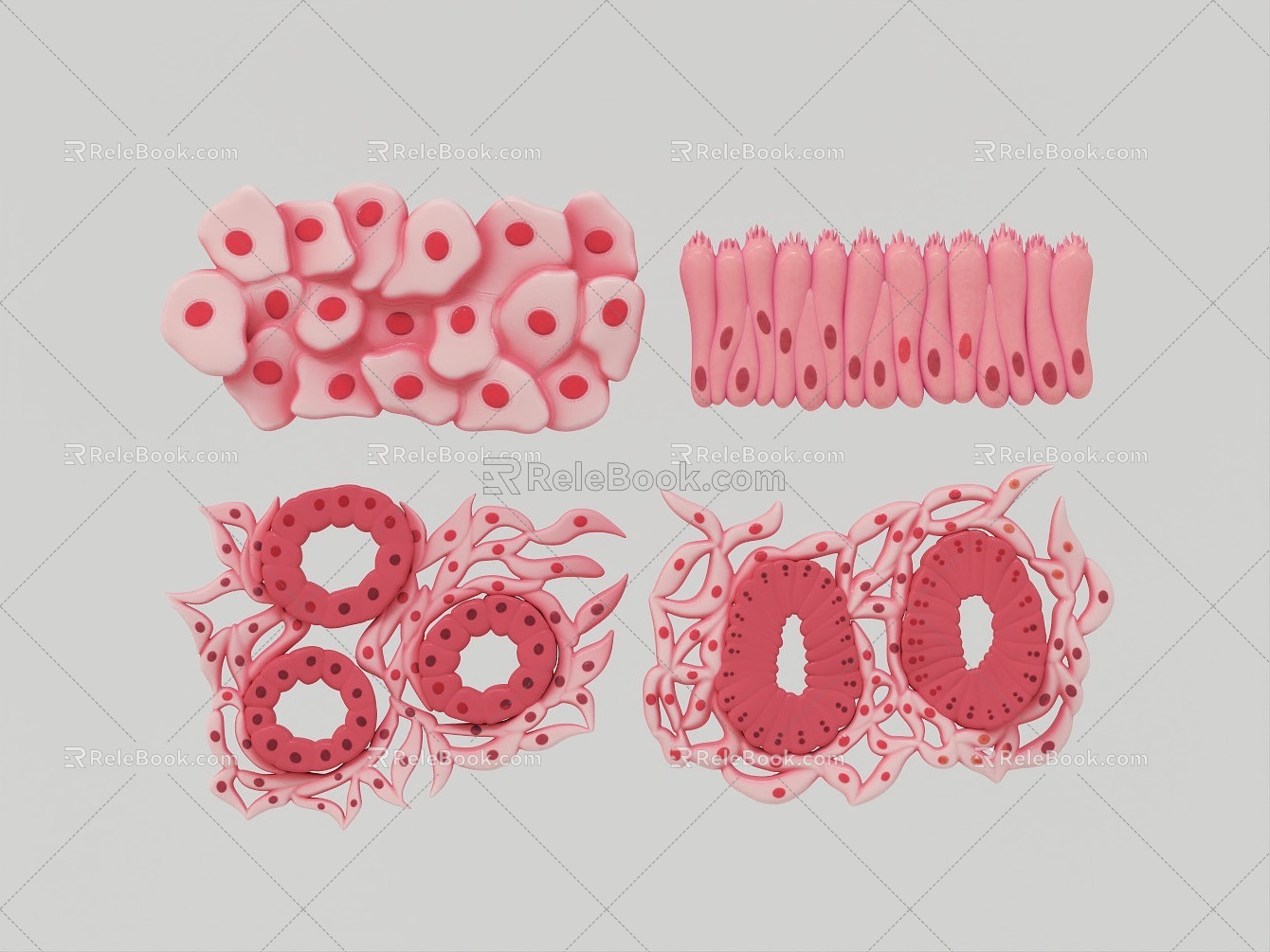 Modern skin epithelial tissue 3d model