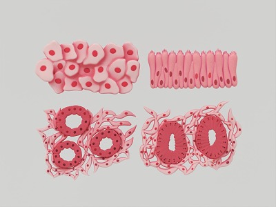 Modern skin epithelial tissue model