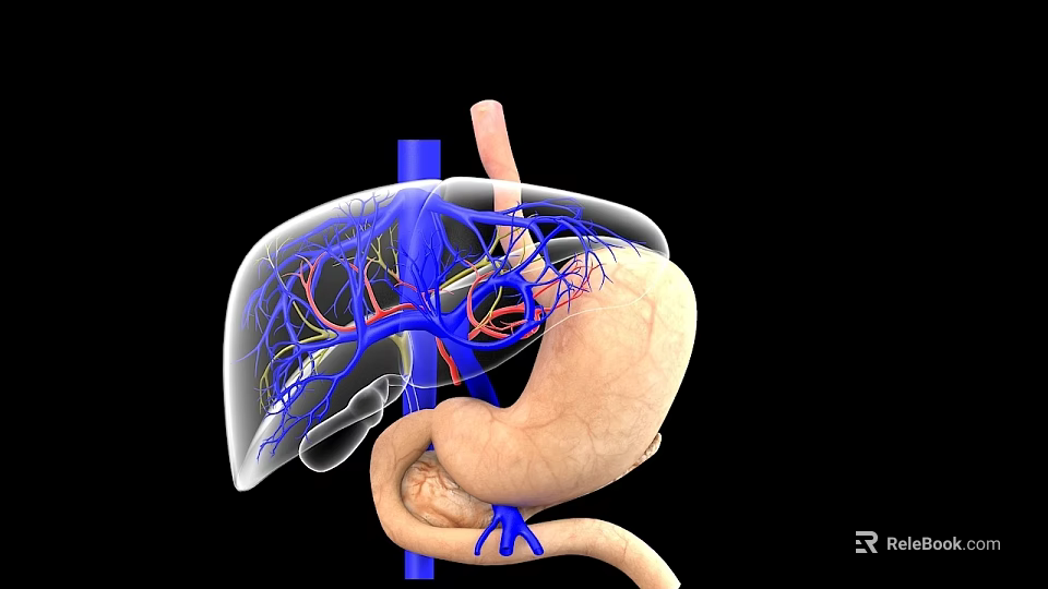 3D Medical Illustration of Abdominal Organs Showing Liver Stomach and Blood Vessels 3d model 