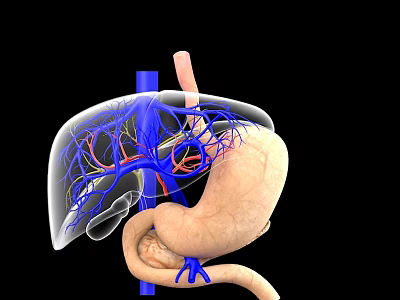 3D Medical Illustration of Abdominal Organs Showing Liver Stomach and Blood Vessels 3d model
