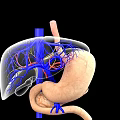 3D Medical Illustration of Abdominal Organs Showing Liver Stomach and Blood Vessels