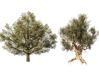 Two Arbors With Lush Foliage Broad Crowns Sturdy Trunks And Exposed Roots 3d model
