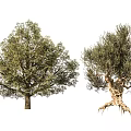 Two Arbors With Lush Foliage Broad Crowns Sturdy Trunks And Exposed Roots
