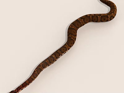 Long Brown Snake With Spotted Pattern Slithering On White Background 3d model