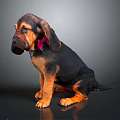 Adorable Basset Hound Puppy With Long Ears Brown Black Fur And Pink Collar Sitting