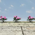 Three Pink Flower Plants on Stone Platform with Blue Sky and White Clouds