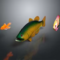 Colorful Tropical Fish Collection With Orange Goldfish Green Yellow And Patterned Varieties