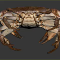 Vivid Brown And Purple Crab With Detailed Claws And Legs On Dark Background