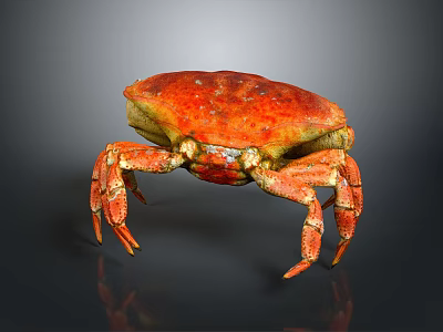 Red Orange Crab with Shiny Shell and Spiny Legs in Standing Pose on Dark Background 3d model