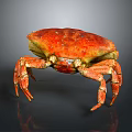 Red Orange Crab with Shiny Shell and Spiny Legs in Standing Pose on Dark Background