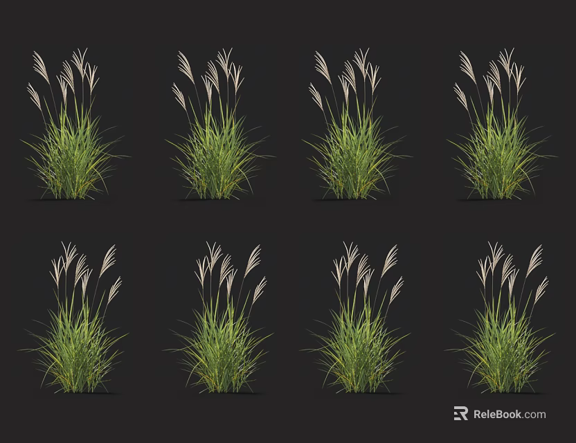 Green Grass Plants With Slender Leaves And White Spike Inflorescences On Black Background 3d model 