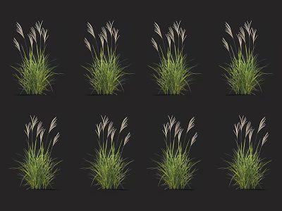 Green Grass Plants With Slender Leaves And White Spike Inflorescences On Black Background 3d model