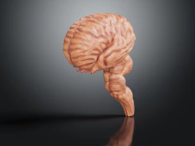Realistic 3D Human Brain Anatomical Model With Cerebral Cortex Folds And Detailed Structures 3d model