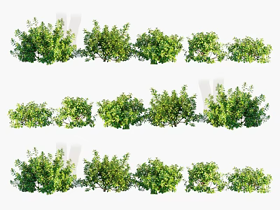 Various Green Landscape Shrubs With Different Foliage Shapes And Growth Patterns 3d model