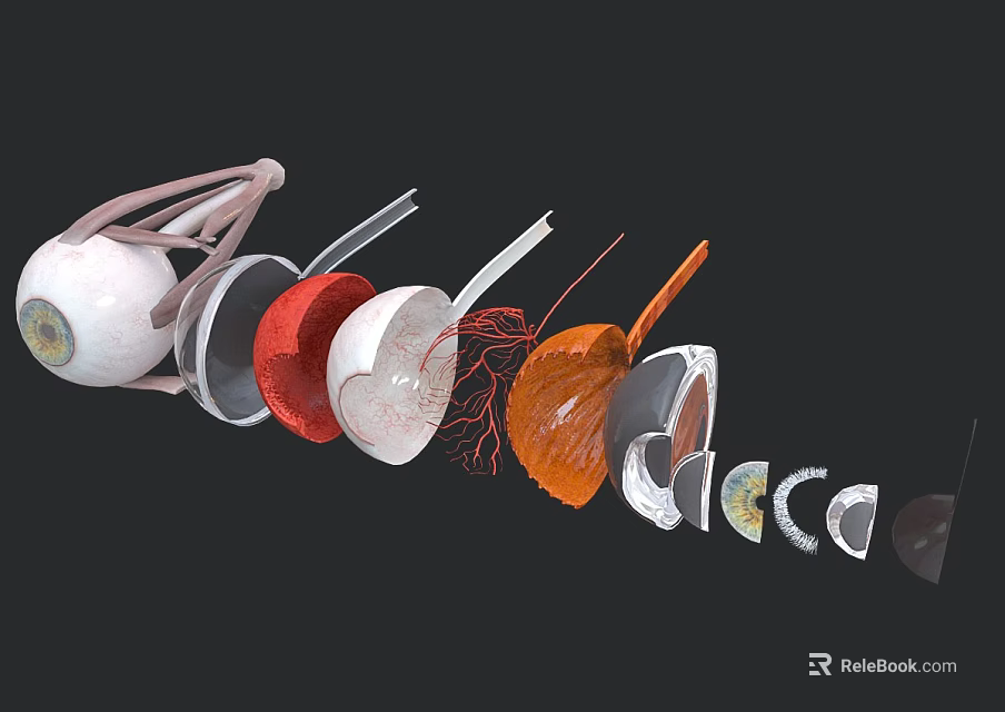 Realistic Game Character Eye Anatomical 3D Model With Layers And Vascular Structures 3d model