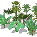 Tropical Garden Trees With Palm Banana Plants And Large Green Leaves