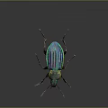 Metallic Blue Green Striped Beetle With Shiny Exoskeleton On Reflective Surface