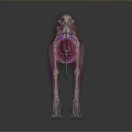 Transparent Dog Skeleton Model as Medical Device for Veterinary Anatomical Education