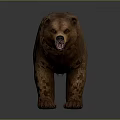 Realistic Brown Bear Standing with Thick Fur on Gray Background 3d model
