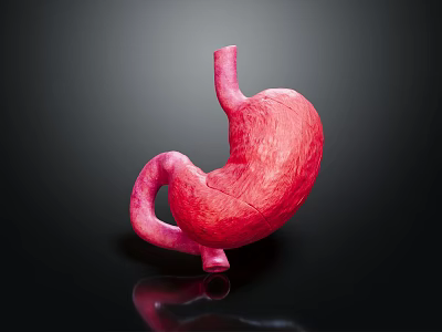 Human Abdominal Organ Stomach Anatomical Structure 3D Rendering Medical Visualization Model 3d model