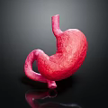 Human Abdominal Organ Stomach Anatomical Structure 3D Rendering Medical Visualization Model 3d model