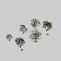 Collection Of Various Arbor Trees With Seasonal Foliage Isolated On White Background