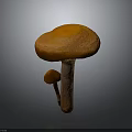 Orange Mushroom with Large Cap and Smaller Mushroom Growing on Gray Background