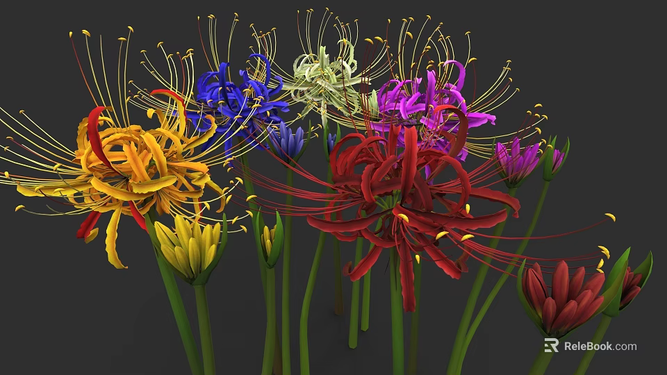 Colorful Spider Lily Flowers With Various Vibrant Colors And Green Stems 3d model 