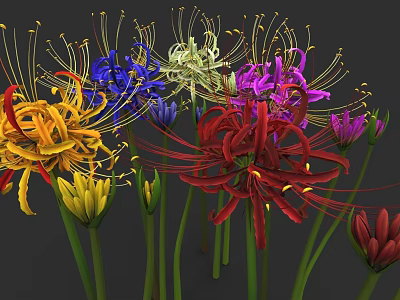 Colorful Spider Lily Flowers With Various Vibrant Colors And Green Stems 3d model