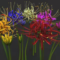 Colorful Spider Lily Flowers With Various Vibrant Colors And Green Stems