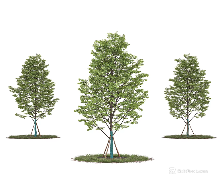 Three arbor trees with support stakes and green leaves。 3d model