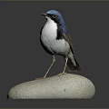 Blue Headed White Bodied Bird Perched On Natural Stone Against Dark Background