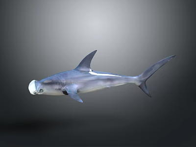 Realistic 3D Rendering of Hammerhead Shark with Detailed Marine Body and Fin Structure 3d model