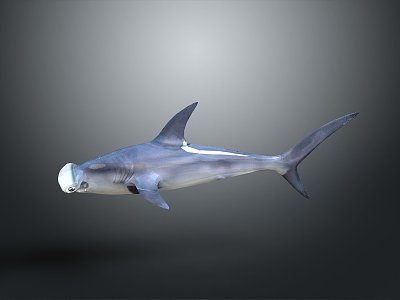 shark great white shark whale shark hammerhead shark tiger head shark man-eating shark blue shark coral red coral white coral 3d model