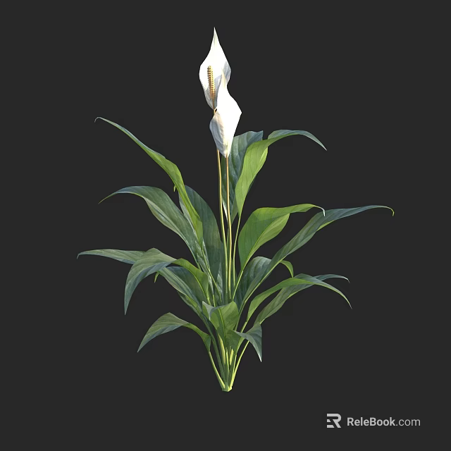 White Flowering Plant with Lush Green Leaves and Long Stems for Decor 3d model 
