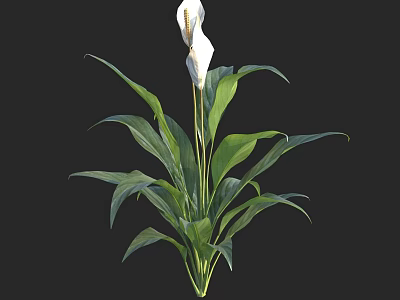 White Flowering Plant with Lush Green Leaves and Long Stems for Decor 3d model