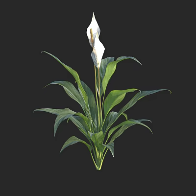 White Flowering Plant with Lush Green Leaves and Long Stems for Decor 3d model