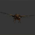 Cicada Insect With Patterned Wings Dark Body And Orange Edges On Reflective Surface