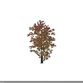 Tall Deciduous Tree With Red And Green Leaves And Human Silhouette For Scale