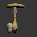 Mushroom With Orange Yellow Cap And Small White Mushroom On Gray Background With Reflection