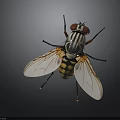 Detailed Close Up Of A Fly With Striped Body Transparent Wings And Red Compound Eyes