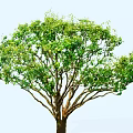 Arbor Tree With Lush Green Leaves And Spreading Branches On Light Background 3d model