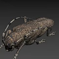 Detailed Yellowish Brown Beetle With Black Spots Long Antennae And Six Legs