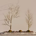 Two Leafless Arbor Trees with Slender Trunks in Circular Planter and Small Shrubs Light Background