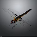 Colorful 3D Dragonfly Model With Transparent Textured Wings And Vibrant Body