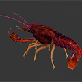 Detailed Realistic Red Crayfish With Shiny Exoskeleton And Orange Legs