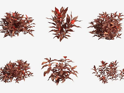 Decorative Aquatic Plants With Red And Brown Leaves In Various Shapes 3d model