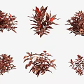 Decorative Aquatic Plants With Red And Brown Leaves In Various Shapes